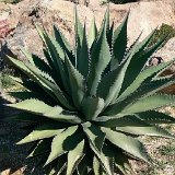 Agave avellanidens S. Fco. de la Sierra, BC, Mexico JLcoll.125.JPG